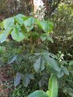 Sterculia apetala Pinon MCastroE 270922.jpeg