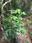 Pseudobombax septenatum Ceiba majagua MCastroE 270922.jpeg