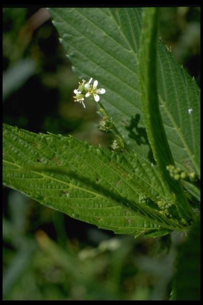 Archivo:66 Caperonia palustris (Euphorbiac.).jpg