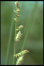 81 Echinochloa colonum (Poac.).jpg