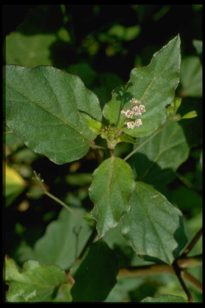 Archivo:69 Boerhavia erecta (Nyctaginac.).jpg