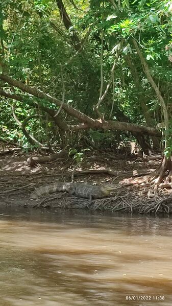Archivo:Caiman crocodilus babilla KCastro 060122.jpeg
