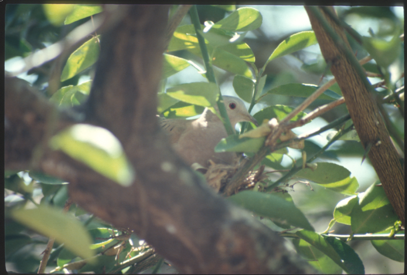 Archivo:62 Columbidae Columbina talpacoti (abuelita) PVS Mompox 01.93.png