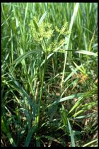 91 Cyperus odoratus (Cyperac.).jpg