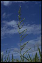 83 Echinochloa polystachya (Poac.).jpg