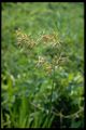 90 Cyperus articulatus (Cyperac.).jpg