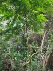 Myroxylon balsamum Balsamo de Tolu MCastroE 270922.jpeg