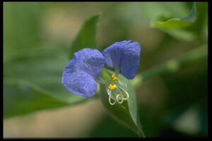 64 Commelina elegans (Commelinac.).jpg