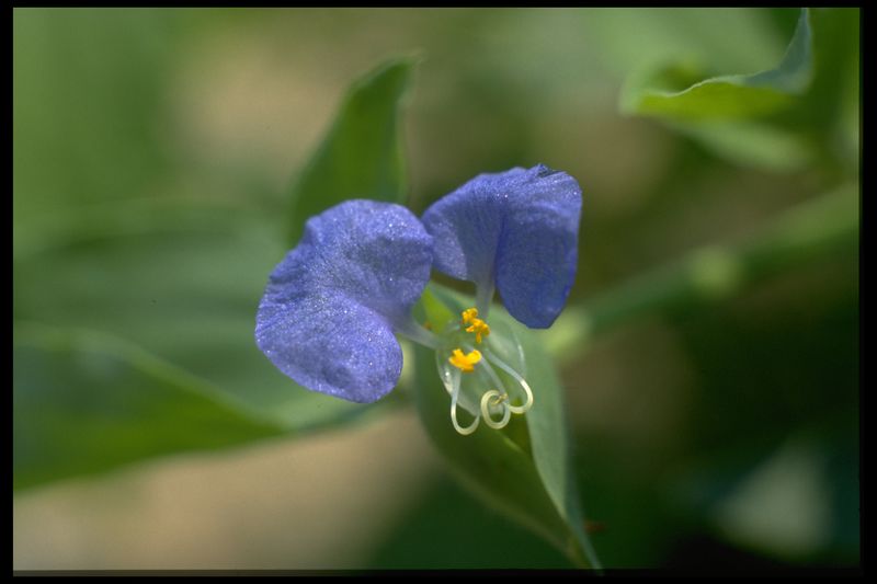 Archivo:64 Commelina elegans (Commelinac.).jpg