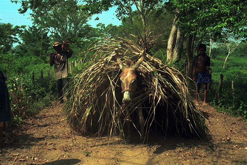 Archivo:Burro cargado.jpg