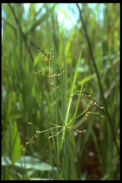 Archivo:89 Fimbristylis meliacea (Cyperac.).jpg