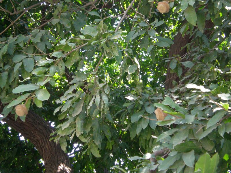 Archivo:Frutos L minor 170912 lcgl.jpeg