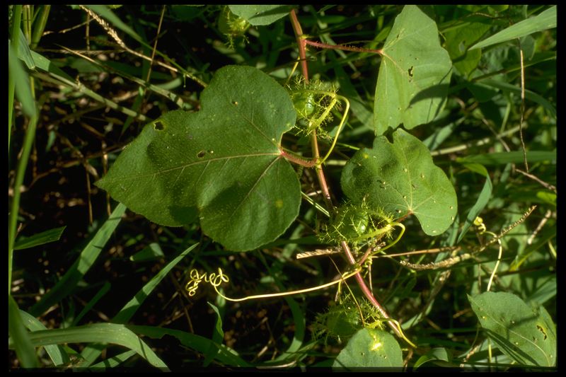 Archivo:32 Passiflora foetida (Passiflorac.).jpg
