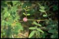 78 Mimosa pudica (Mimosac.).jpg