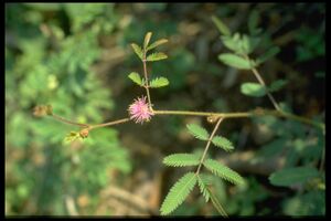 78 Mimosa pudica (Mimosac.).jpg