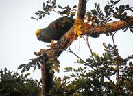 RNG Amazona ochrocephala (loro cabeciamarillo) foto Julio Delgado 170218.jpeg