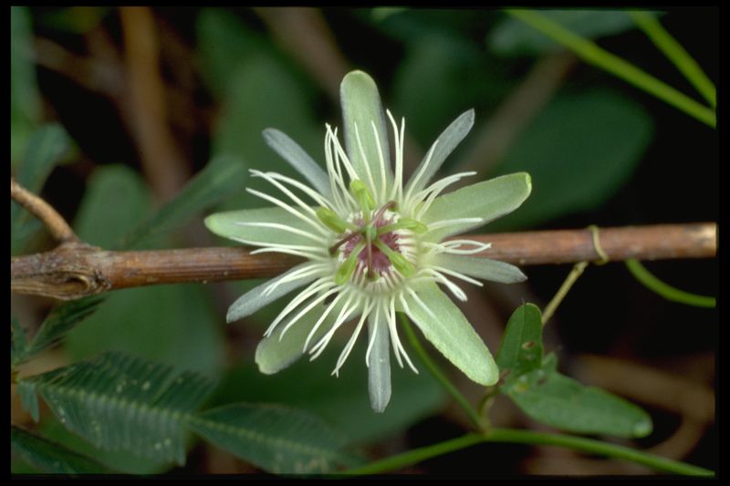 Archivo:34 Passiflora misera (Passiflorac.).jpg