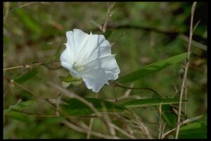 48 Aniseia martinicensis (Convolvulac.).jpg