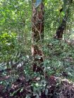 Bulnesia arborea Guayacan bola MCastroE 270922.jpeg