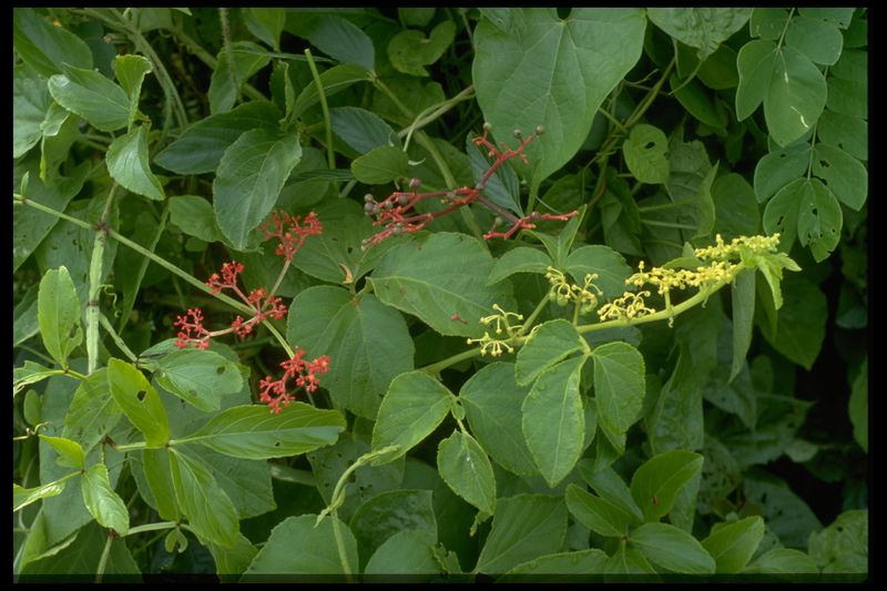 Archivo:57 Cissus erosa y C. rhombifolia (Vitac.).jpg