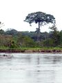 Garcero en La Floresta-RNG lcgl 241107.jpg