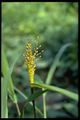 82 Brachiaria fasciculata (Poac.).jpg