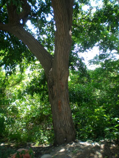 Archivo:Arbol adulto L minor 170912 lcgl.jpeg