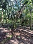 Sabal mauritiiformis Palma amarga MCastroE 270922.jpeg