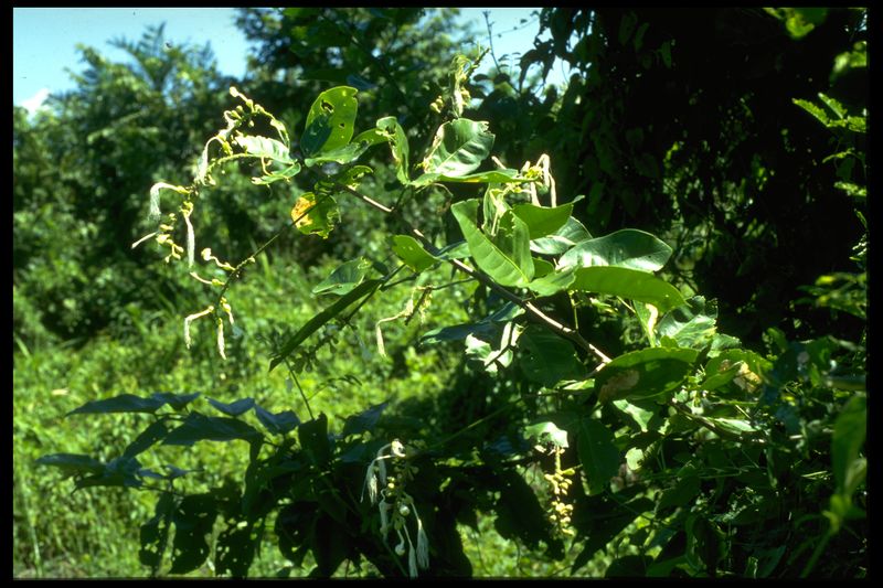 Archivo:38 Pithecellobium ligustrinum (Mimosac.).jpg