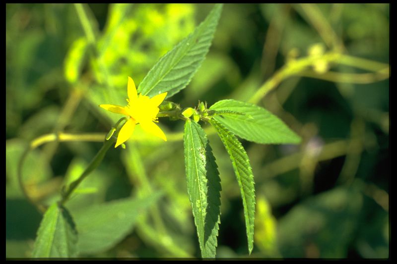 Archivo:75 Corchorus hirtus (Tiliac.).jpg