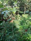 Hura crepitans Ceiba amarilla MCastroE 270922.jpeg