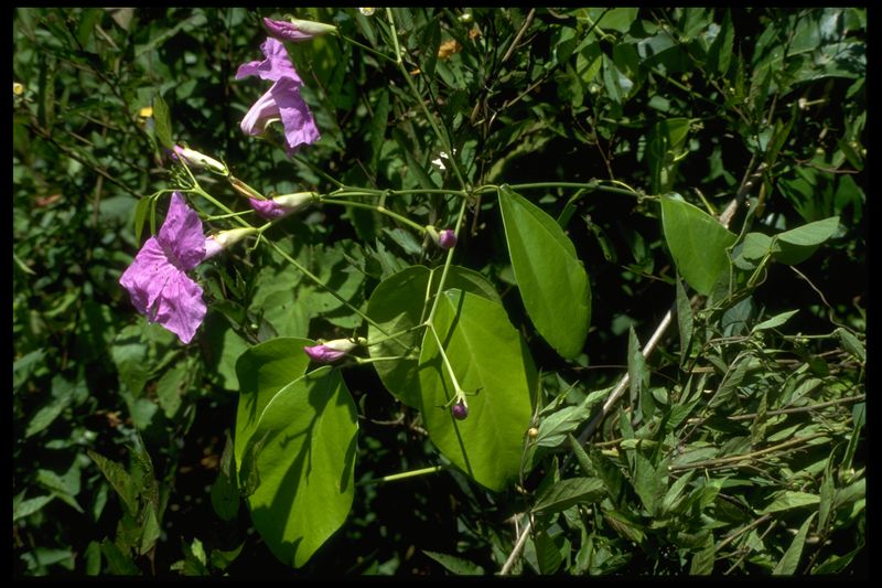 Archivo:45 Arrabidaea corallina (Bignoniac.).jpg