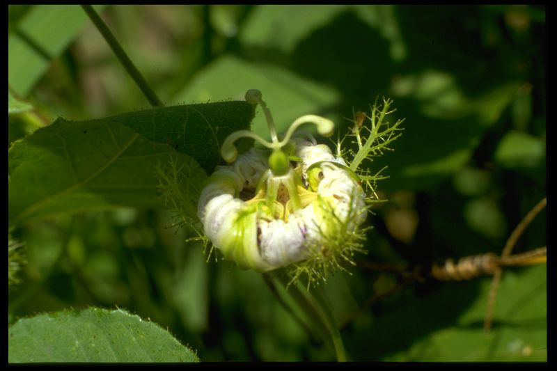 Archivo:33 Passiflora foetida (Passiflorac.).jpg