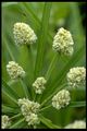 93 Cyperus luzulae (Cyperac.).jpg