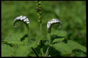 70 Heliotropium indicum (Boraginac.).jpg