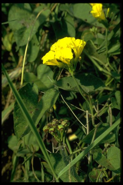 Archivo:49 Merremia umbellata (Convolvulac.).jpg