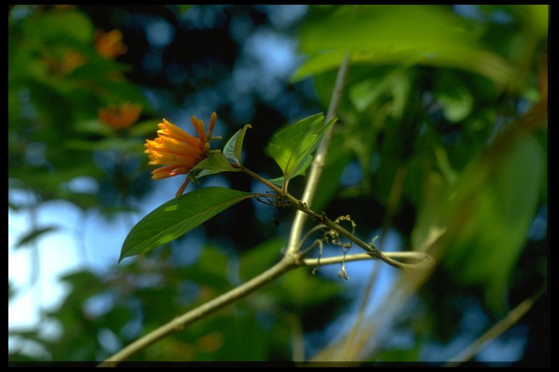 Archivo:31 Hamelia patens (Rubiac.).jpg