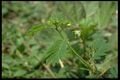 79 Mimosa pudica (Mimosac.).jpg