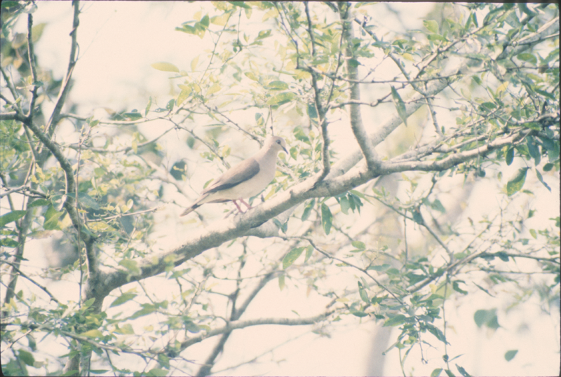 Archivo:63 Columbidae Leptotila verreauxi (paloma rabo blanco) PVS RNG 01.93.png