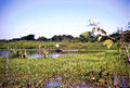 Las Flores Cano Fistulo.jpg