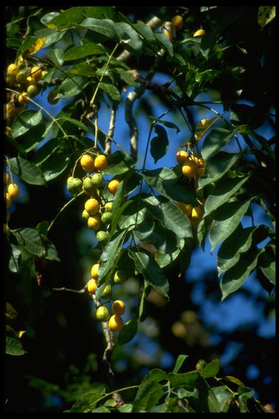 Archivo:02. Spondias mombin (Anacardiaceae).jpg
