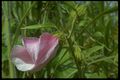 30 Hibiscus furcelatus (Malvac.).jpg